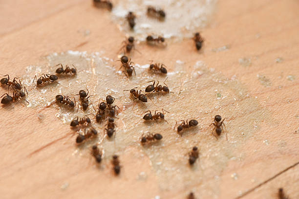 Best Flea Control Services  in Montz, LA