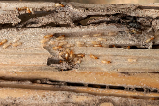 Best Local Pest Control Services  in Montz, LA