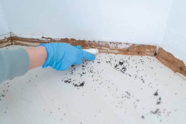 Best Pest Removal Services  in Montz, LA